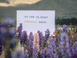 Growme Melbourne Dreamboard Lilac