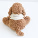Cookie the Cavoodle